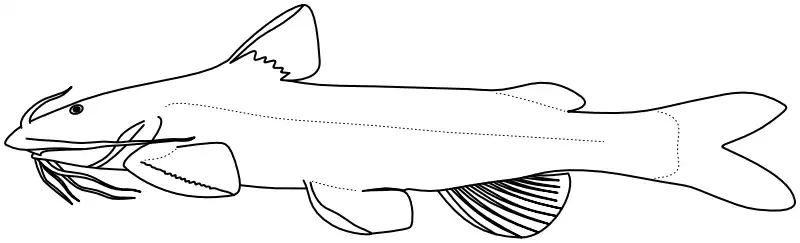 Ilustrace zástupce rodu Glyptothorax