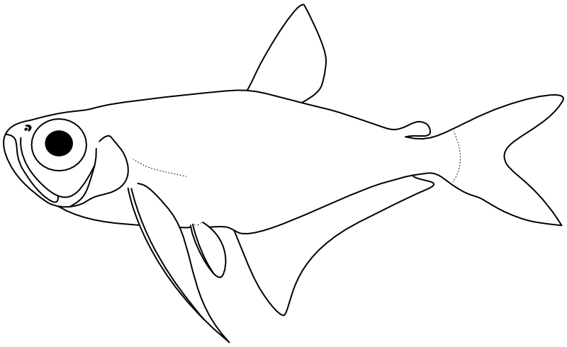 Ilustrace zástupce rodu Gnathocharax