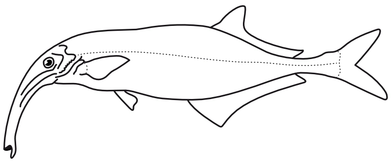 Ilustrace zástupce rodu Gnathonemus