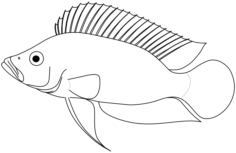 Ilustrace zástupce rodu Altolamprologus
