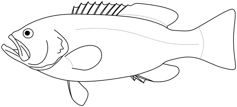Ilustrace zástupce rodu Gracila