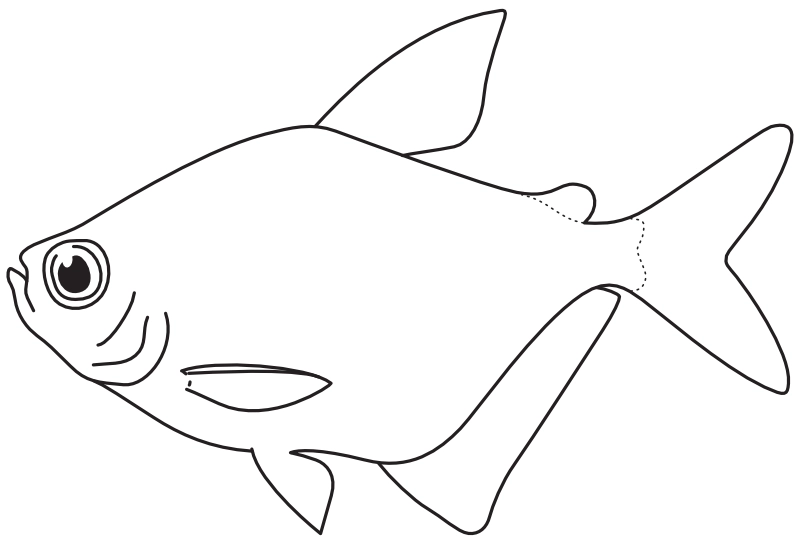 Ilustrace zástupce rodu Gymnocorymbus