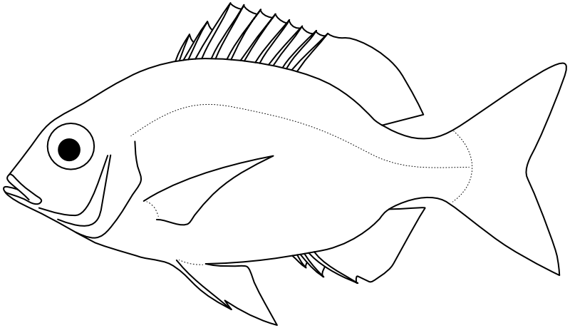 Ilustrace zástupce rodu Gymnocranius