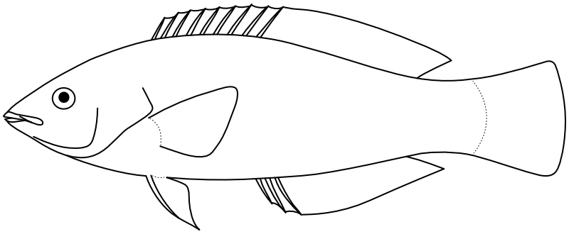 Ilustrace zástupce rodu Halichoeres