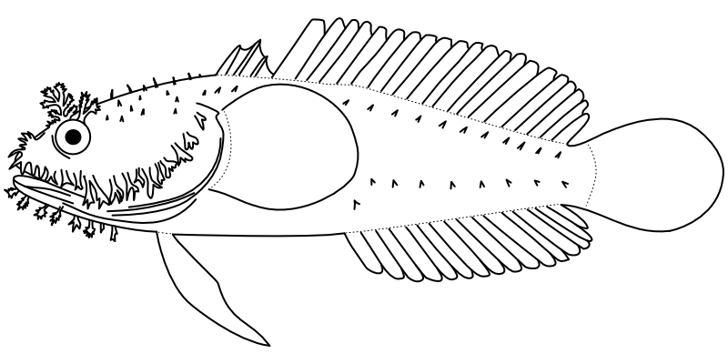 Ilustrace zástupce rodu Halophryne