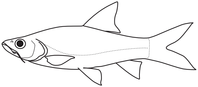 Ilustrace zástupce rodu Hampala