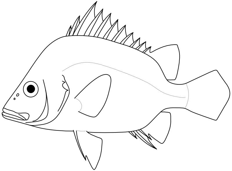 Ilustrace zástupce rodu Hapalogenys