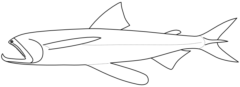 Ilustrace zástupce rodu Harpadon