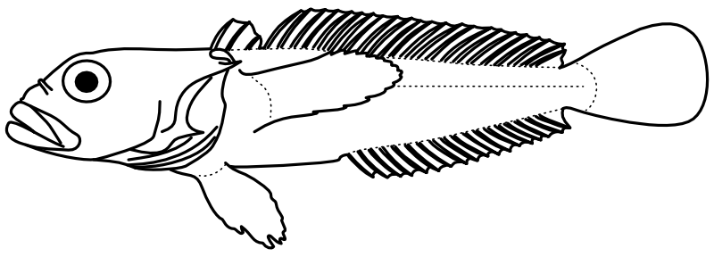 Ilustrace zástupce rodu Harpagifer