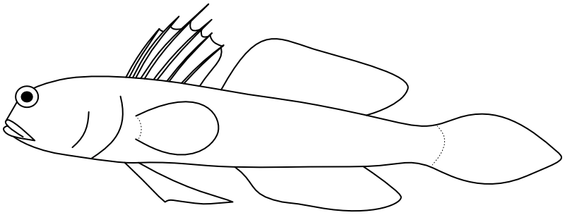 Ilustrace zástupce rodu Amblyeleotris