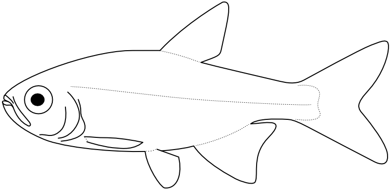 Ilustrace zástupce rodu Hasemania