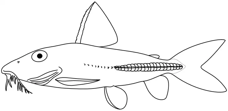 Ilustrace zástupce rodu Hassar