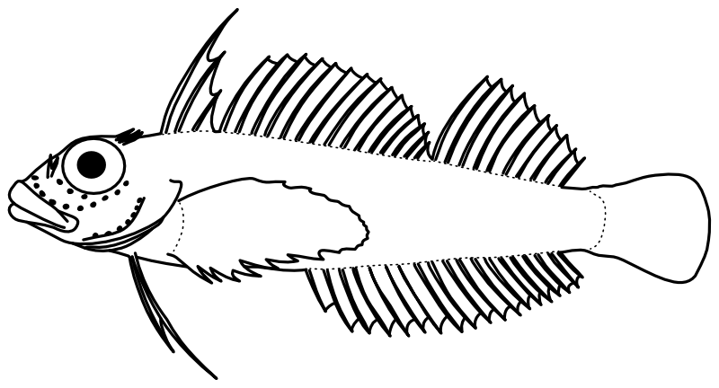 Ilustrace zástupce rodu Helcogrammoides