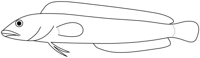 Ilustrace zástupce rodu Hemiemblemaria