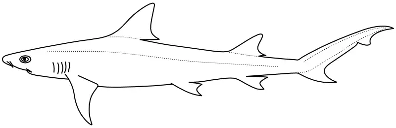 Ilustrace zástupce rodu Hemigaleus