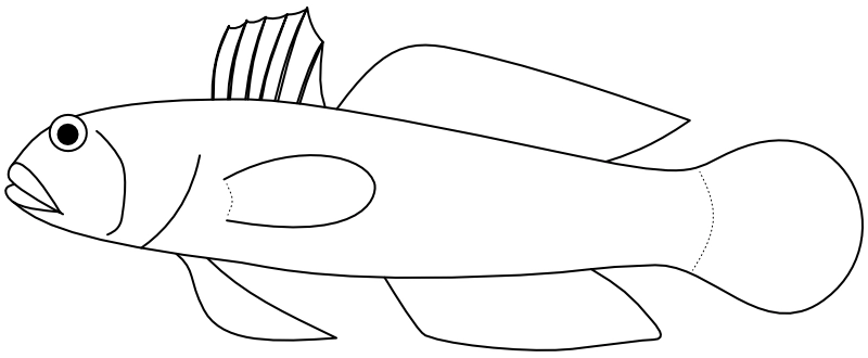 Ilustrace zástupce rodu Amblygobius