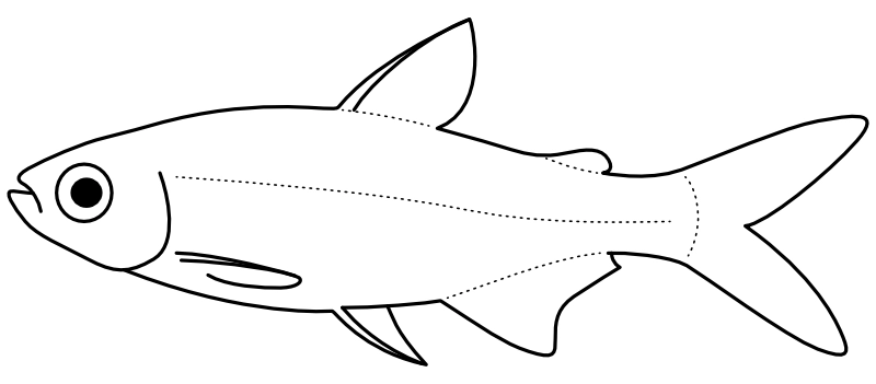 Ilustrace zástupce rodu Hemigrammus