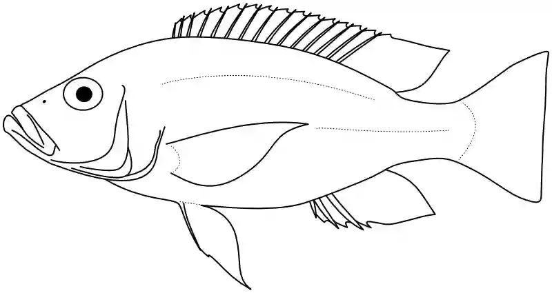 Ilustrace zástupce rodu Hemitaeniochromis
