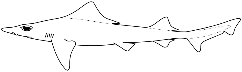 Ilustrace zástupce rodu Hemitriakis