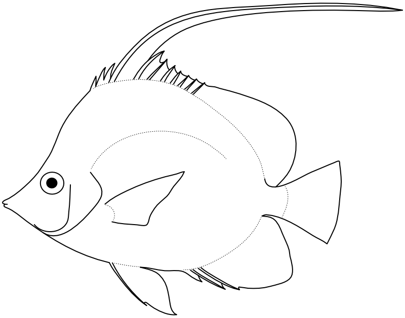 Ilustrace zástupce rodu Heniochus