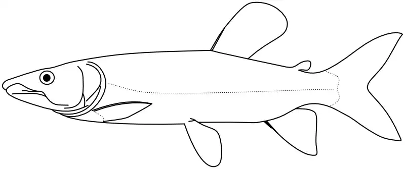 Ilustrace zástupce rodu Ilustrace zástupce rodu