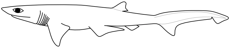 Ilustrace zástupce rodu Heptranchias