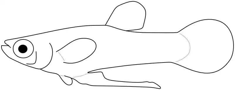 Ilustrace zástupce rodu Heterandria Ilustrace zástupce rodu Heterandria