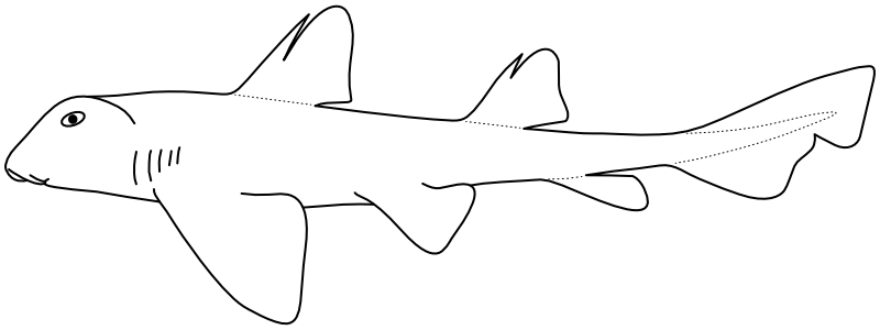 Ilustrace zástupce rodu Heterodontus