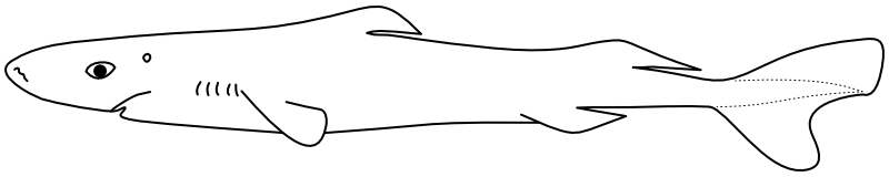 Ilustrace zástupce rodu Heteroscymnoides