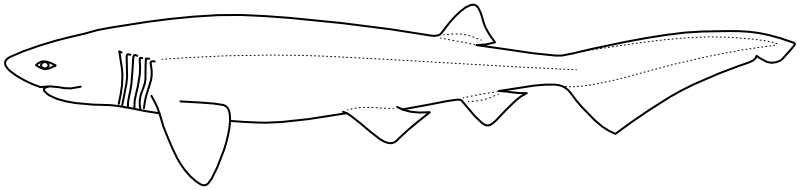 Ilustrace zástupce rodu Hexanchus