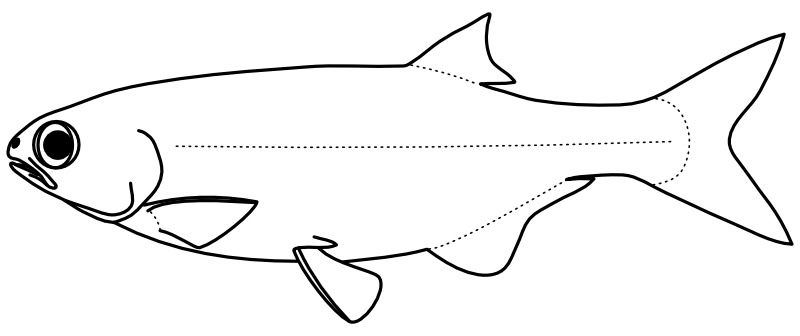 Ilustrace zástupce rodu Hiodon