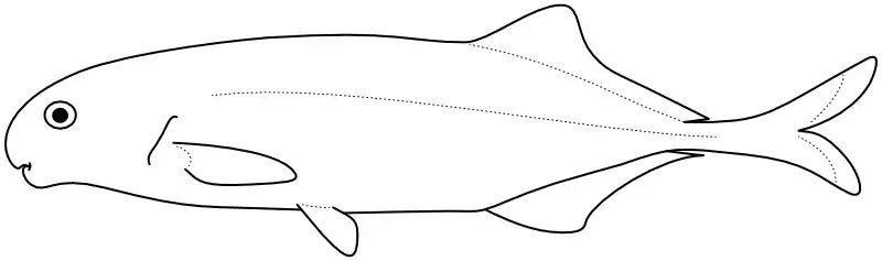 Ilustrace zástupce rodu Hippopotamyrus Ilustrace zástupce rodu Hippopotamyrus