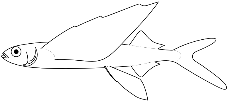 Ilustrace zástupce rodu Hirundichthys