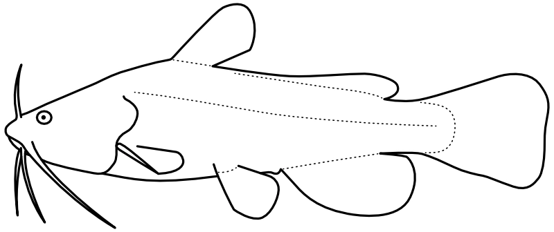 Ilustrace zástupce rodu Ameiurus