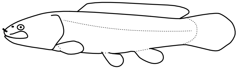 Ilustrace zástupce rodu Amia