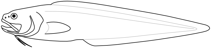 Ilustrace zástupce rodu Hoplobrotula