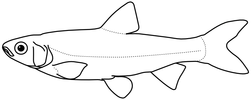 Ilustrace zástupce rodu Hybognathus