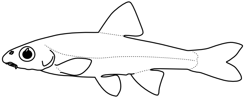 Ilustrace zástupce rodu Hybopsis