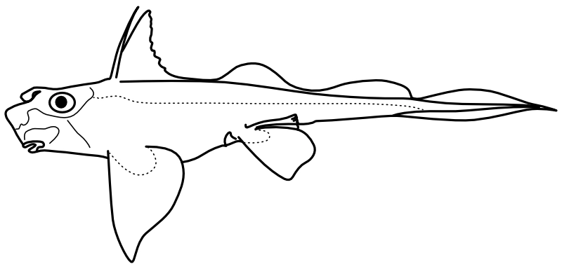 Ilustrace zástupce rodu Hydrolagus