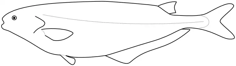 Ilustrace zástupce rodu Hyperopisus