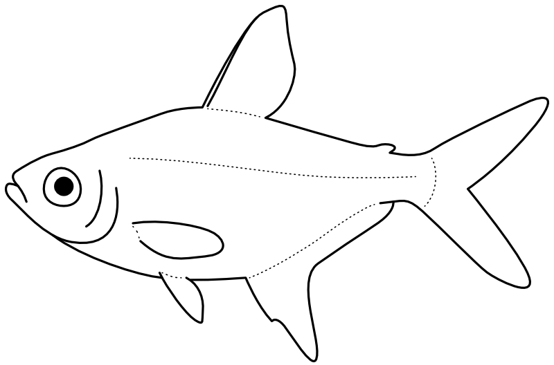 Ilustrace zástupce rodu Hyphessobrycon