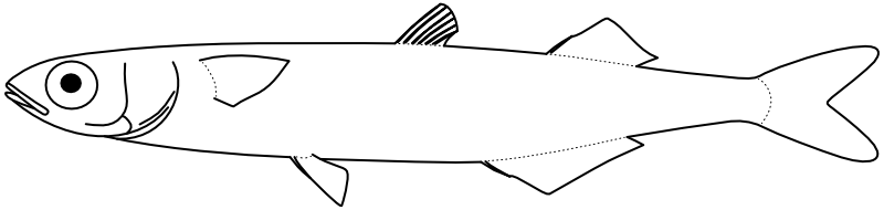 Ilustrace zástupce rodu Hypoatherina