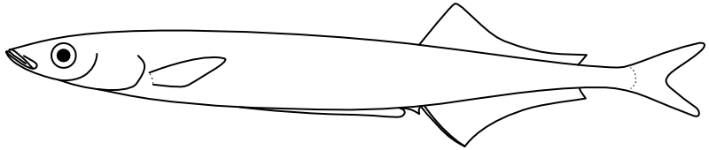 Ilustrace zástupce rodu Hypoptychus