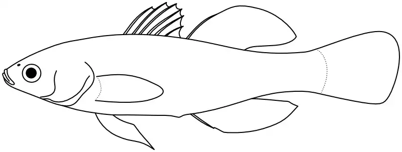 Ilustrace zástupce rodu Hypseleotris