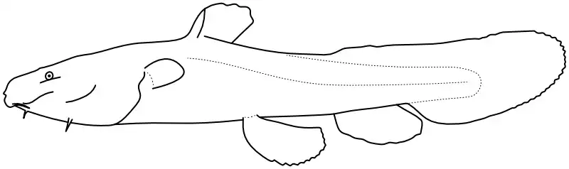 Ilustrace zástupce rodu 