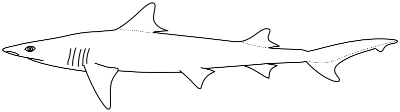 Ilustrace zástupce rodu Chaenogaleus