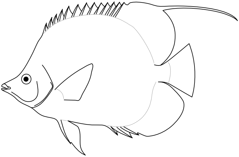 Ilustrace zástupce rodu Chaetodon