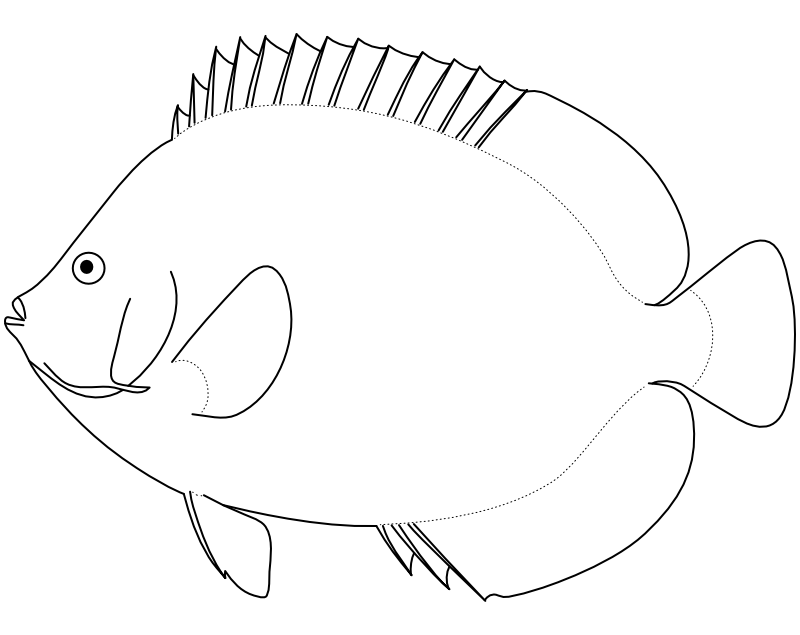 Ilustrace zástupce rodu Chaetodontoplus