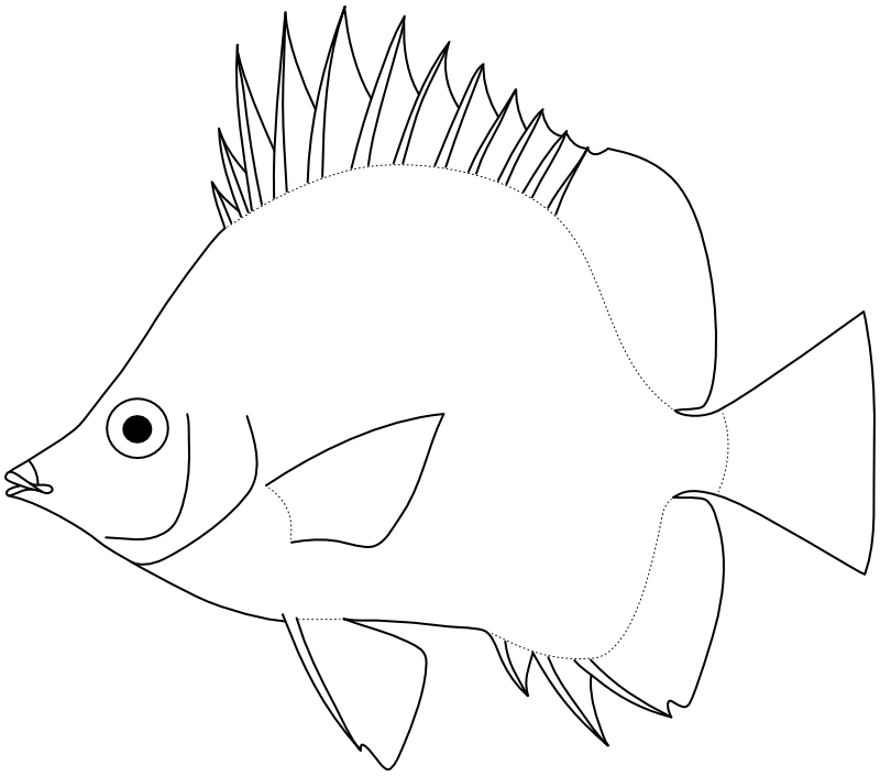 Ilustrace zástupce rodu Amphichaetodon