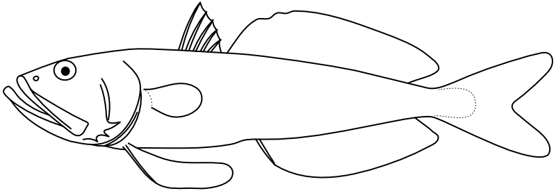 Ilustrace zástupce rodu Champsodon